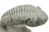 Drotops Trilobite With White Patina - Mrakib, Morocco #235809-2